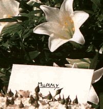 Letzter Brief von Harry an Diana